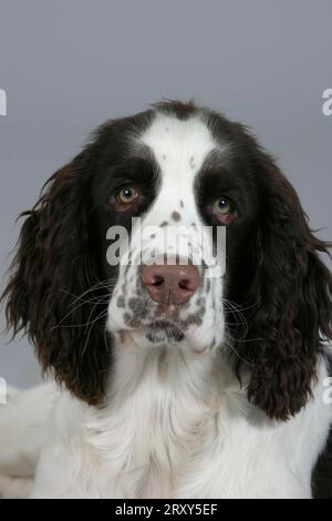 English Springer Spaniel, puppy, 6 months Stock Photo