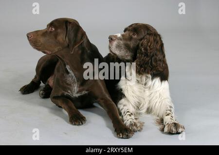 German Shorthaired Pointer and English Springer Spaniel, German Shorthaired Pointer and English Springer Spaniel, German Shorthaired Pointer, indoor Stock Photo