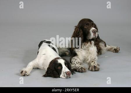 English Springer Spaniel with puppy Stock Photo