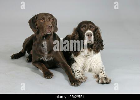 German Shorthaired Pointer and English Springer Spaniel, German Shorthaired Pointer and English Springer Spaniel, German Shorthaired Pointer, indoor Stock Photo