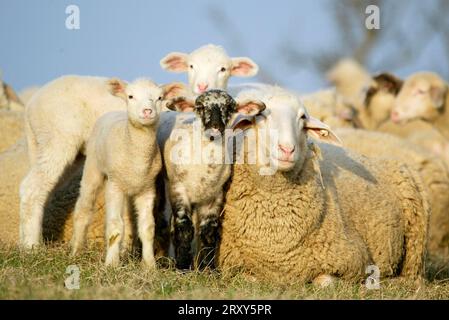 Merino sheep with lambs, sheep, sheep, lamb Stock Photo