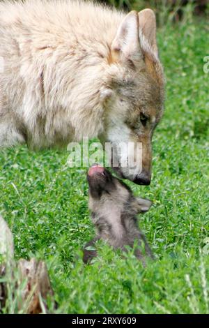 Wolf with cub (Canis lupus) Stock Photo