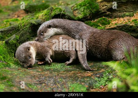 River Otter, female with young, European Otter (Lutra lutra), female with young, European otter Stock Photo