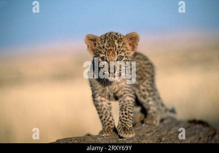 African Leopard (Panthera pardus), young, Namib desert, Namibia Stock Photo