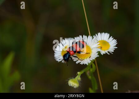 Trichodes apiarius Family Cleridae Genus Trichodes Checkered beetle Bee-eating beetle wild nature insect photography, picture, wallpaper Stock Photo