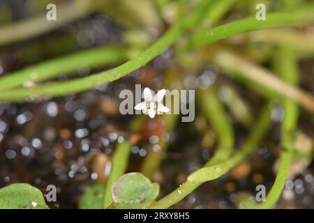 Mudwort - Limosella aquatica Stock Photo