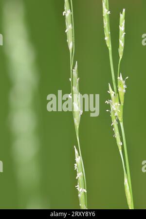 Small Sweet Grass - Glyceria declinata Stock Photo