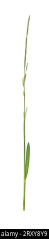 Small Sweet Grass - Glyceria declinata Stock Photo