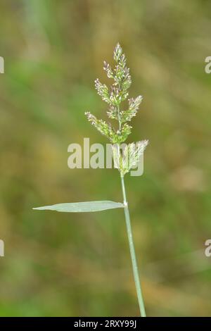 Water Bent - Polypogon viridis Stock Photo
