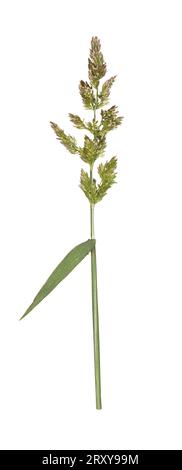 Water Bent - Polypogon viridis Stock Photo