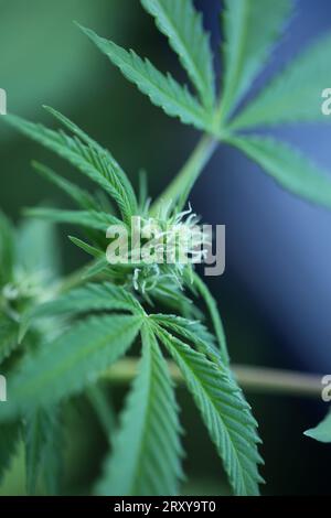 Blue gorilla hashish small plant in week 5 of flowering outdoor grow background of cannabis marijuana buds close up shot leaves on medical weed hemp Stock Photo