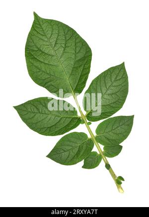 Potato - Solanum tuberosum Stock Photo
