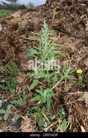 Fig-leaved Goosefoot - Chenopodium ficifolium Stock Photo