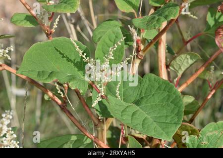 Japanese Knotweed - Reynoutria japonica Stock Photo