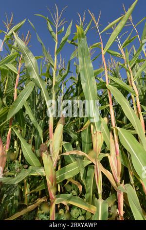 Maize - Zea mays Stock Photo