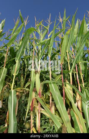 Maize - Zea mays Stock Photo