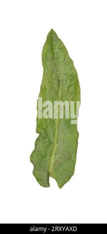 Small Fleabane - Pulicaria vulgaris Stock Photo