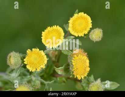 Small Fleabane - Pulicaria vulgaris Stock Photo