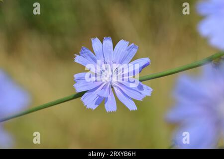 Chicory - Cichorium intybus Stock Photo