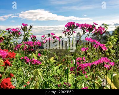 View of some dark pink carnation flowers and vegetation against the afternoon sky, captured at a garden in the eastern highlands of central Colombia. Stock Photo