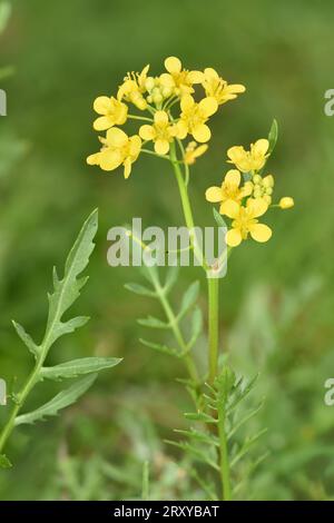 Creeping Yellow-cress - Rorippa sylvestris Stock Photo