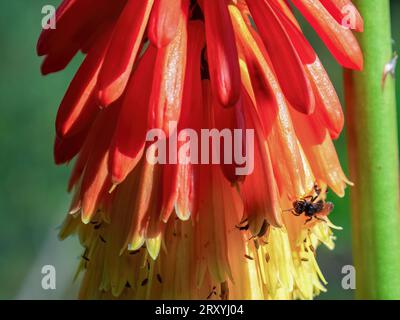 Macro photography of a tiny black tetragonisca angustula bee on a red hot poker flower, captured at sunset  in a garden in central Colombia. Stock Photo