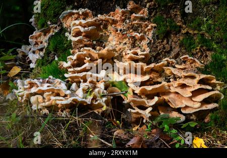 Tooth fungus (Hericium sp.) , probably tiered tooth fungus (H. cirrhatum) growing on a rotten log. Photo from Sande (Vestfold & Telemark), eastern Nor Stock Photo