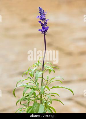 Mealycup sage, Salvia farinacea, Mexican sage on neutral background Stock Photo