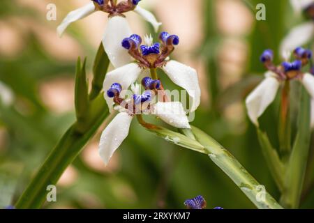 Neomarica gracilis, walking iris in neutral background Stock Photo