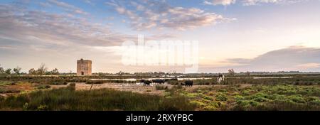 Cowboy carrying a long cattle prod near a herd of bulls, Camargue, France Stock Photo