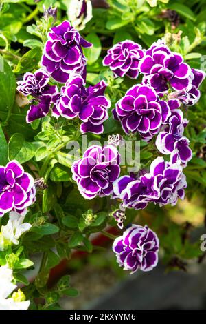 Blooming purple and white picotee pattern flowers of the double petunia Jewel Frosted Sapphire (Petunia hybrida). Stock Photo