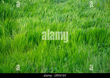 lush green grass background.Green grass texture background.Natural green grass background Stock Photo