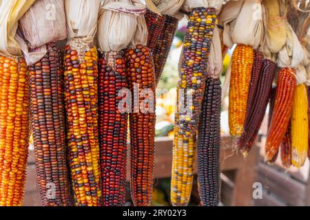 Indian Corn displayed at Farmer's Market in Berks County, Pennsylvania. Stock Photo