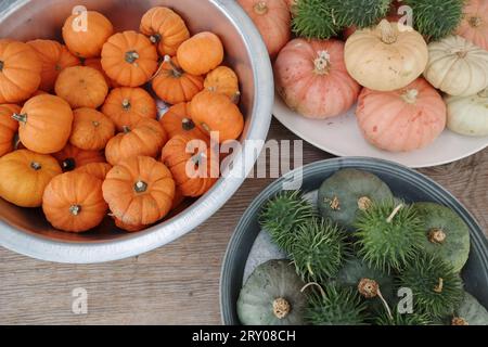 Top view, pile of mini pumpkins in the aluminium round bucket lay on wooden table. Stock Photo