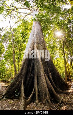 Biggest Amazon tree Angelim Vermelho in tropical rainforest in summer Stock Photo