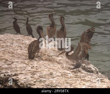 Birds on the rocks at Wilder Ranch State Park near Santa Cruz