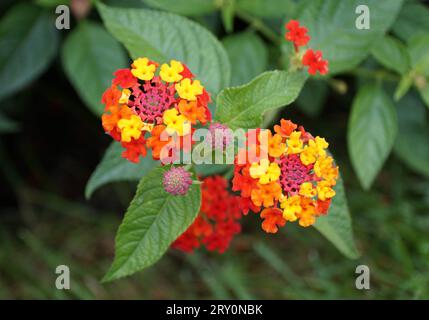 Beautiful red, yellow and orange color of Lantana Camara flowers Stock Photo