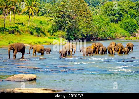 Herd of elephants at watering. Pinnawala Elephant Orphanage. Sri Lanka, Ceylon Stock Photo