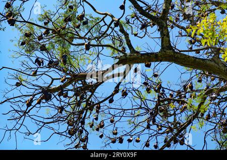 The bats on a tree. Royal Botanical Garden. Sri Lanka (Ceylon) Stock Photo