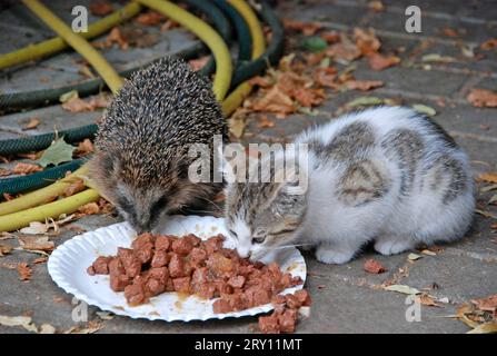 30.07.2010 Igel  junge Katze Deutschland/ Sachsen Anhalt/ Altmark/ Kusey/ Igel und kleine Katze treffen sich Mittag und fressen gemeinsam Dosenfutter *** 30 07 2010 hedgehog young cat Germany Saxony Anhalt Altmark Kusey hedgehog and small cat meet at noon and eat together canned food Stock Photo