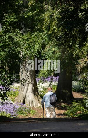 An old man with cane enjoying walk at one park in Beppu. Taken in Oita ...