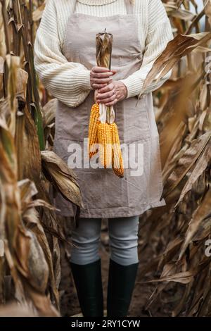 Woman farmer holding harvested corn cob in field. Autumn harvest. Farming and agricultural activity Stock Photo