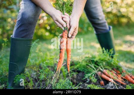 Woman harvesting fresh carrot from vegetable garden. Homegrown produce and organic gardening Stock Photo