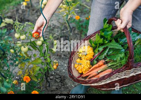 Farmer picking tomato in garden. Harvesting vegetable into wicker basket at organic farm Stock Photo