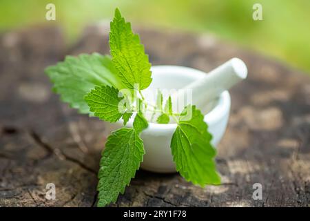 Lamium album, white nettle or white dead-nettle in laboratory mortar porcelain with pestle for preparation of tincture of medicinal herbs. Alternative Stock Photo
