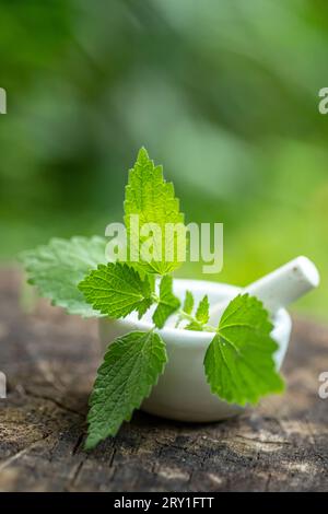 Lamium album, white nettle or white dead-nettle in laboratory mortar porcelain with pestle for preparation of tincture of medicinal herbs. Alternative Stock Photo