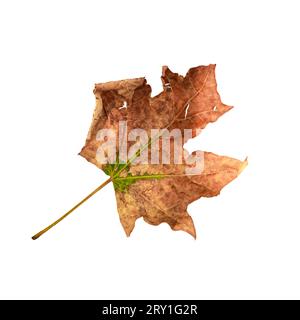 Fallen autumn maple leaf isolated on white. Stock Photo