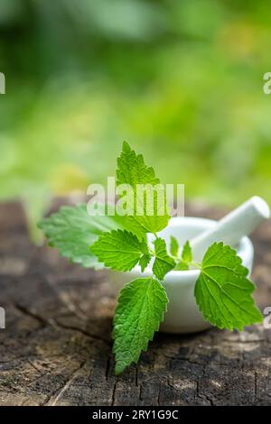 Lamium album, white nettle or white dead-nettle in laboratory mortar porcelain with pestle for preparation of tincture of medicinal herbs. Alternative Stock Photo