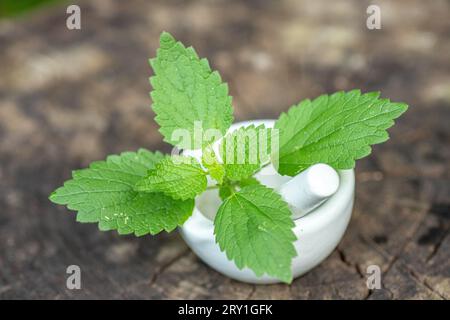 Lamium album, white nettle or white dead-nettle in laboratory mortar porcelain with pestle for preparation of tincture of medicinal herbs. Alternative Stock Photo