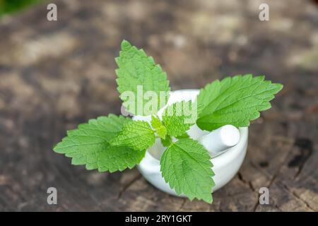 Lamium album, white nettle or white dead-nettle in laboratory mortar porcelain with pestle for preparation of tincture of medicinal herbs. Alternative Stock Photo